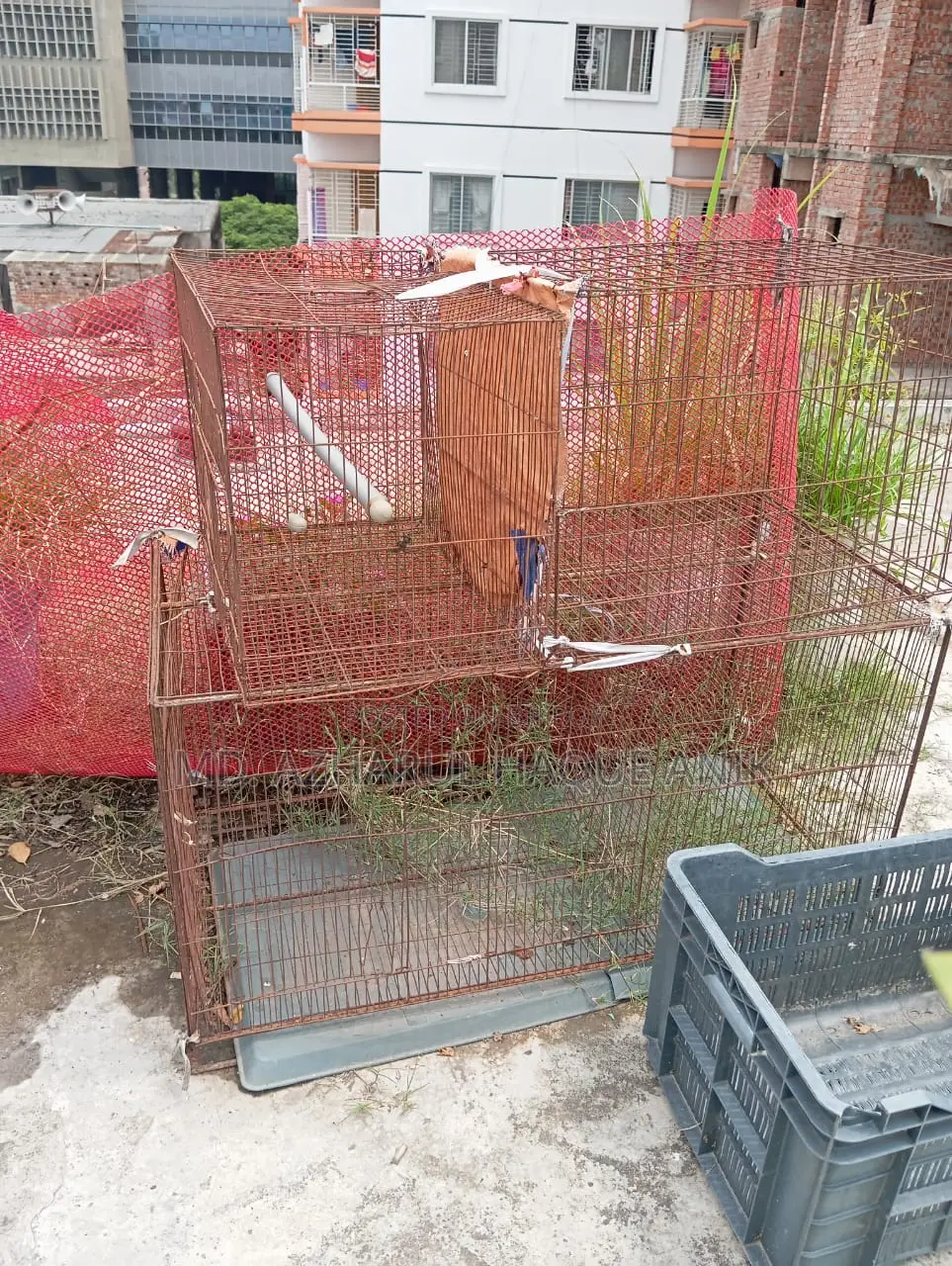 Pigeon and Bird Cage