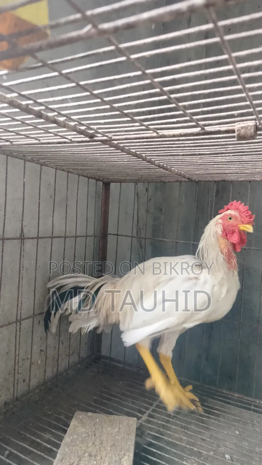 Tiger Rooster