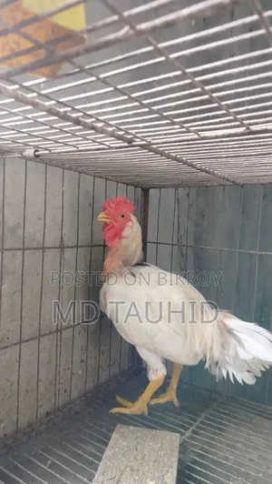 Tiger Rooster