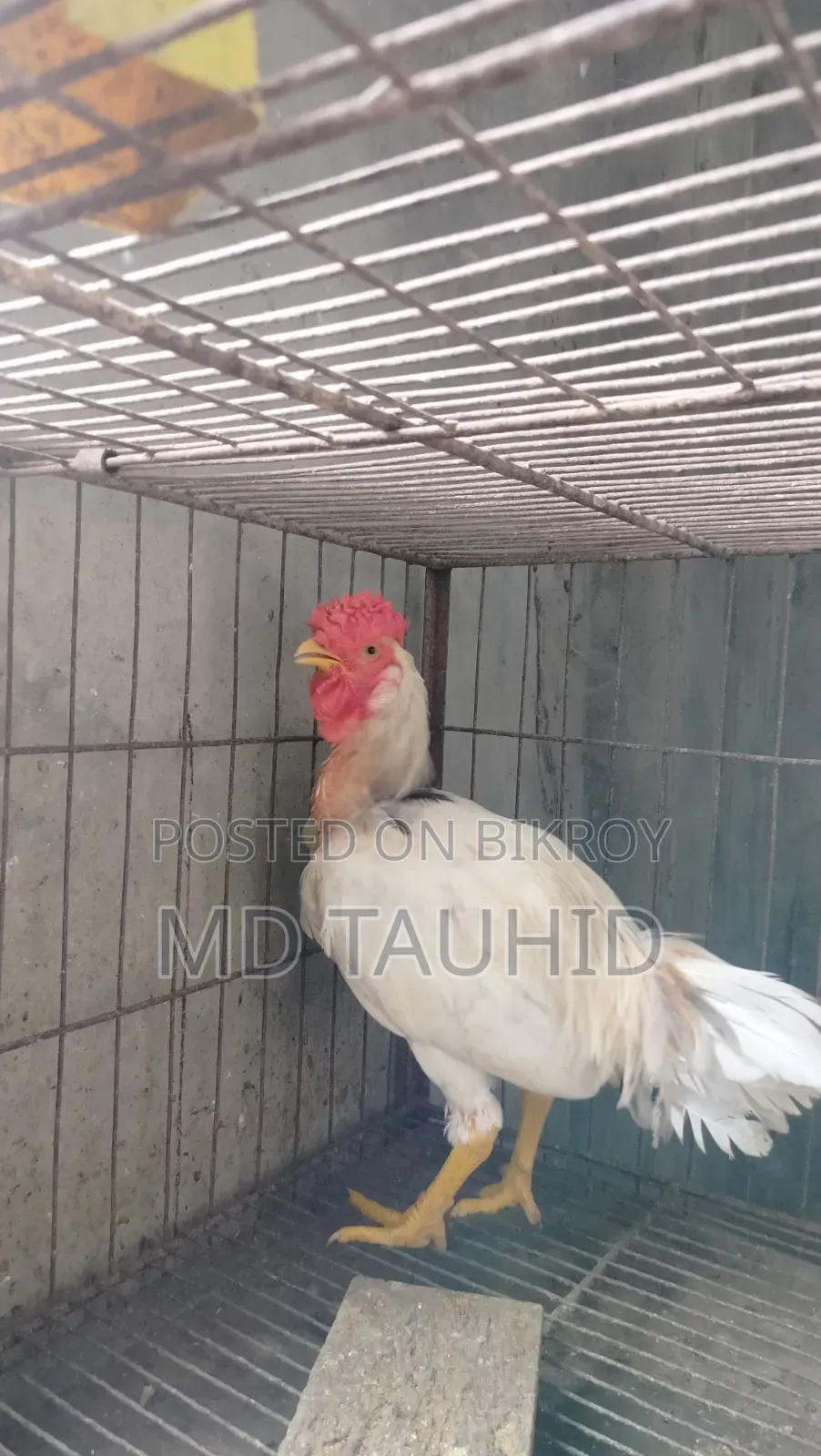 Tiger Rooster