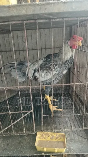 Tiger Rooster