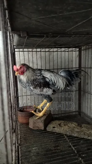 Tiger Rooster