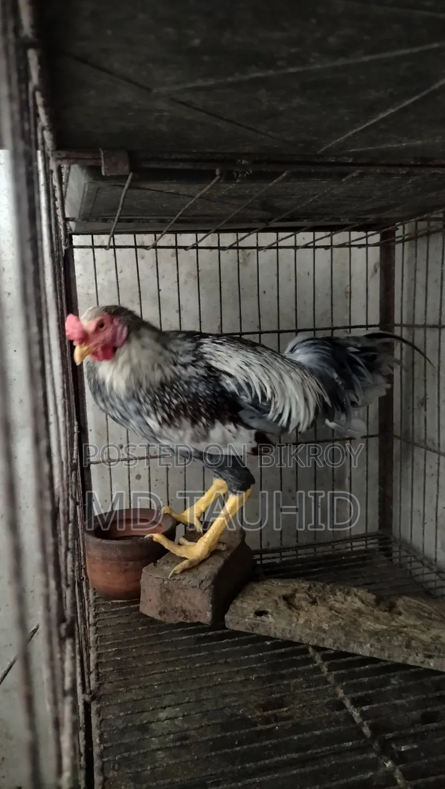 Tiger Rooster