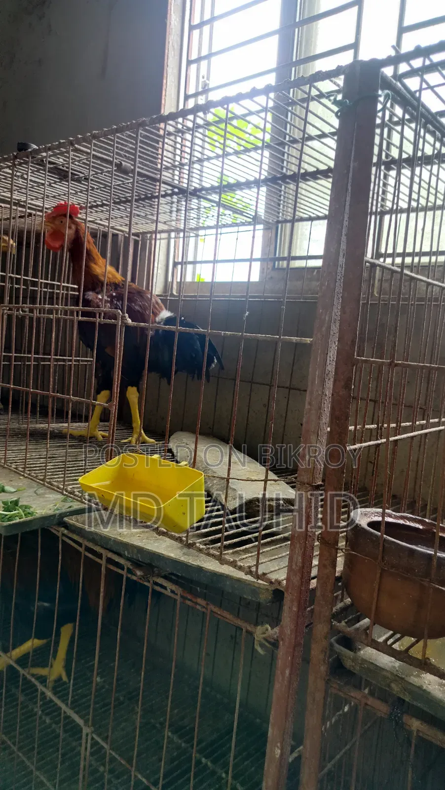 Tiger Rooster