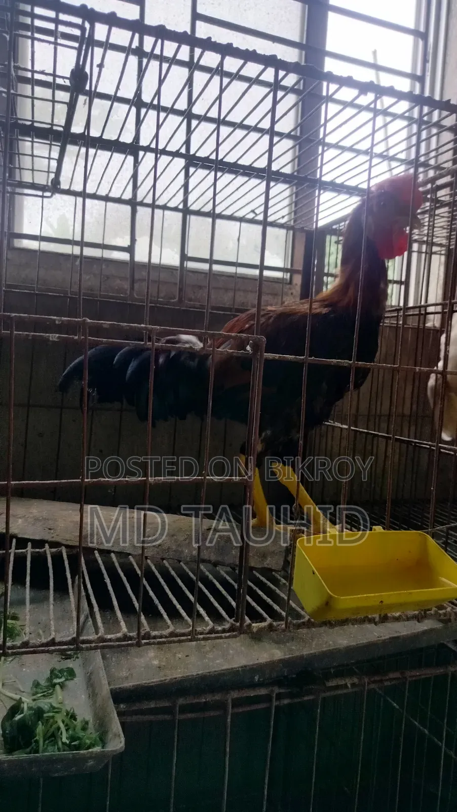 Tiger Rooster