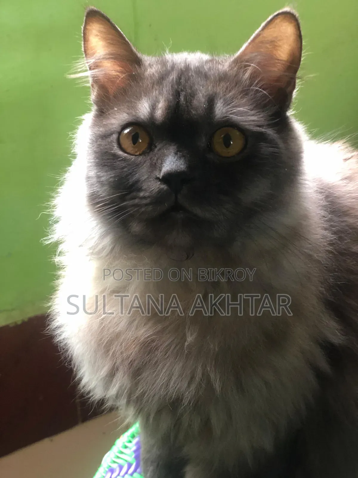 6-12 Months Female Purebred Persian