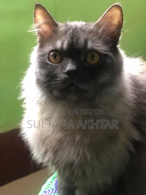 6-12 months Female Purebred Persian