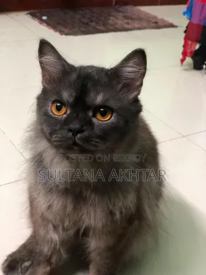 6-12 Months Female Purebred Persian