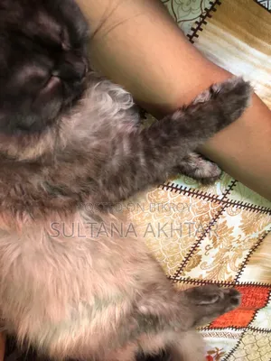 6-12 Months Female Purebred Persian