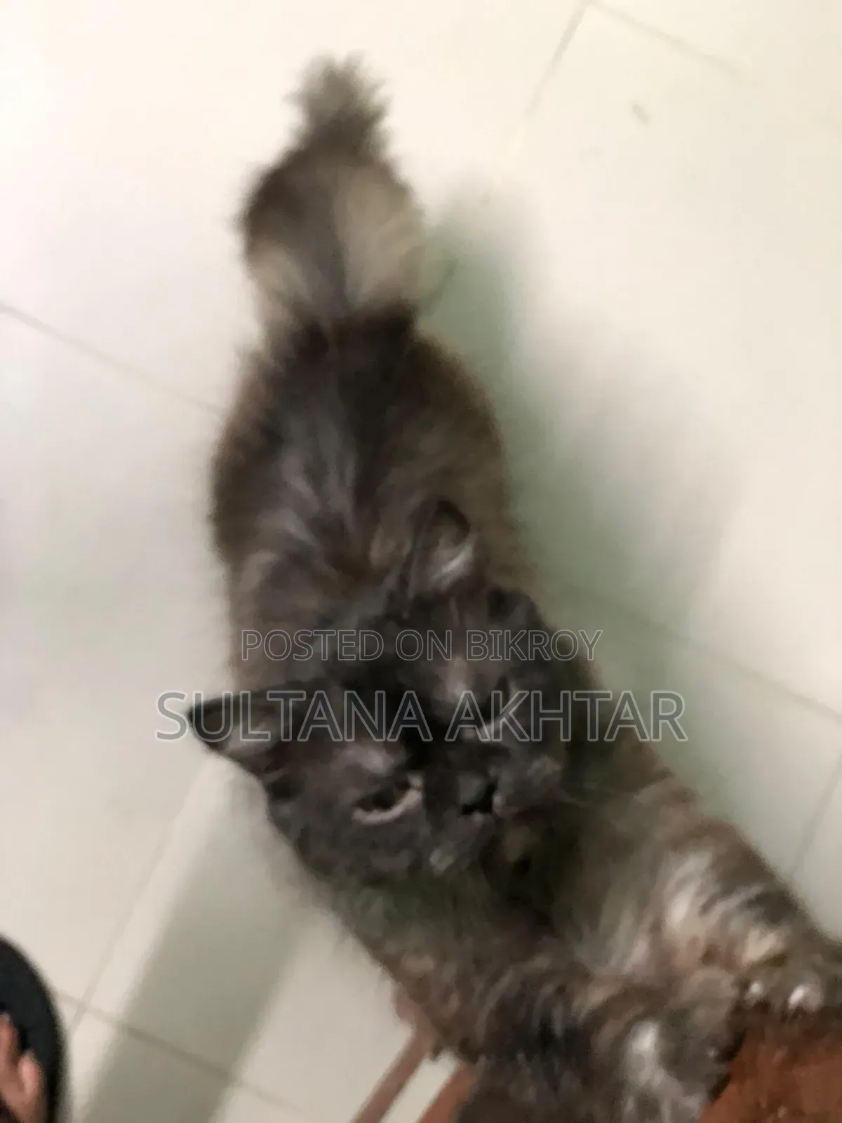 6-12 Months Female Purebred Persian