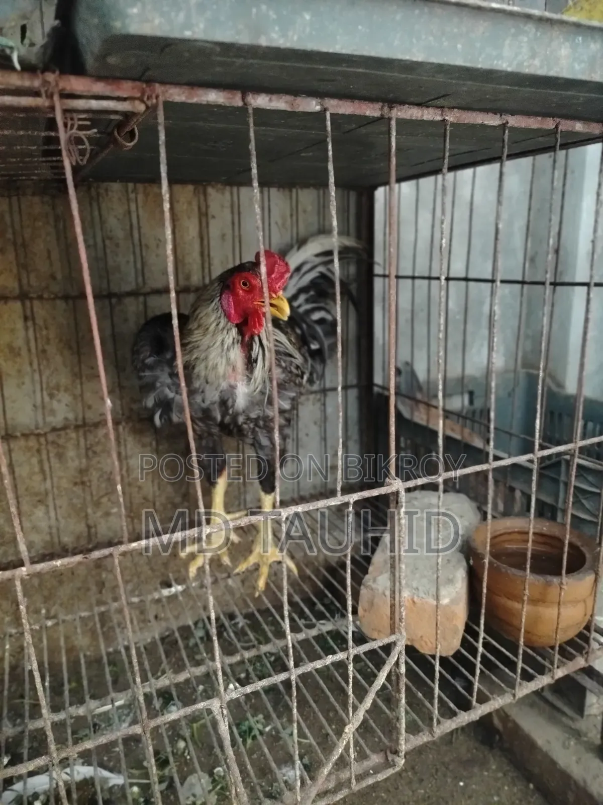 Fighter Rooster