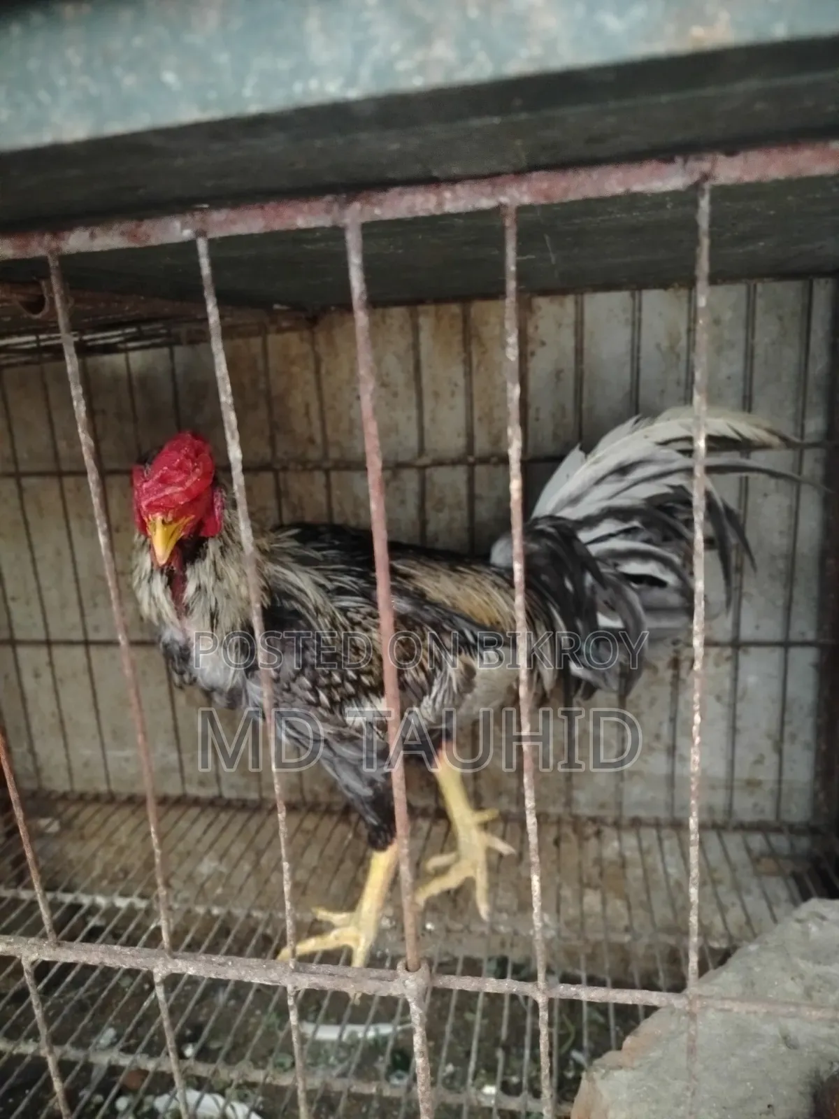 Fighter Rooster