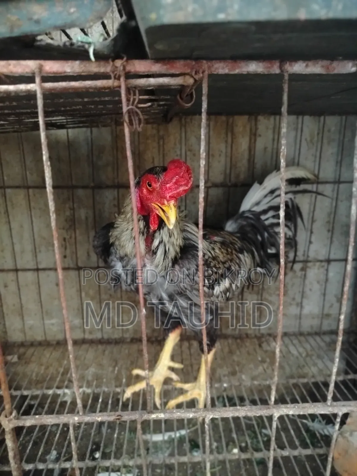 Fighter Rooster