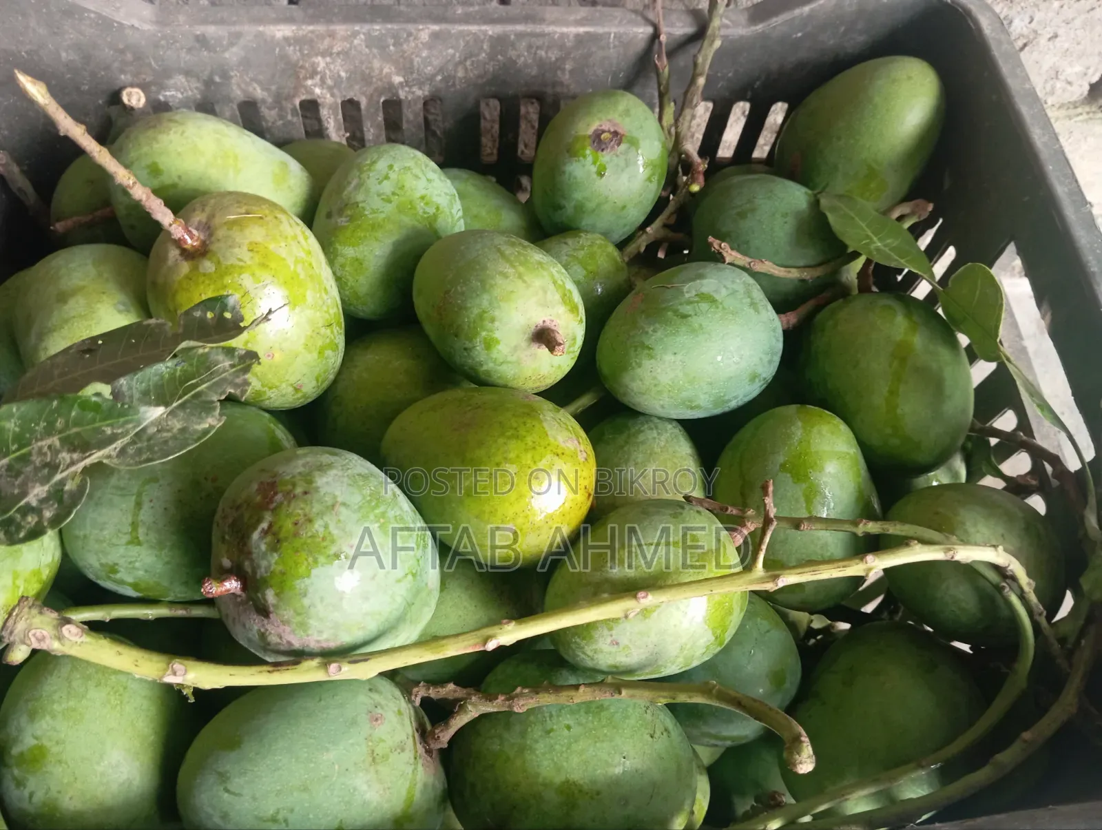রাজশাহীর হিমসাগর আম