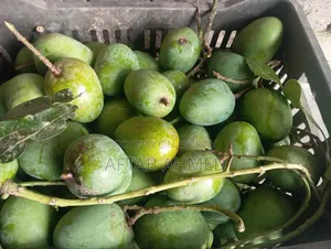 রাজশাহীর হিমসাগর আম