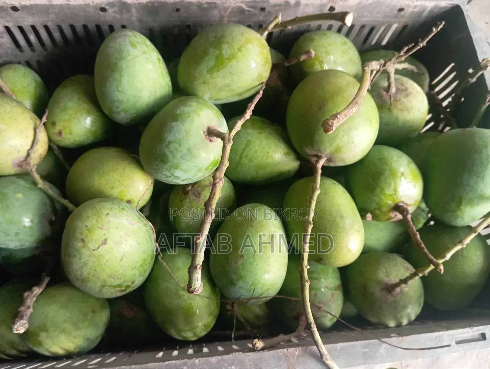 রাজশাহীর হিমসাগর আম