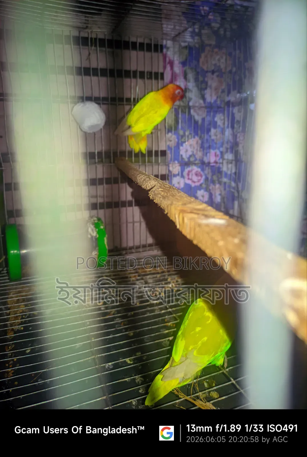 লাভবার্ডস রানিং জোড়া