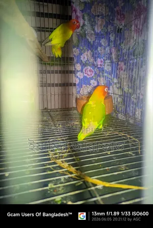 লাভবার্ডস রানিং জোড়া