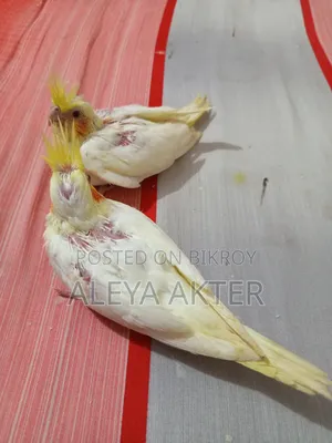 লোটিনো টেম সাইজ বেবি