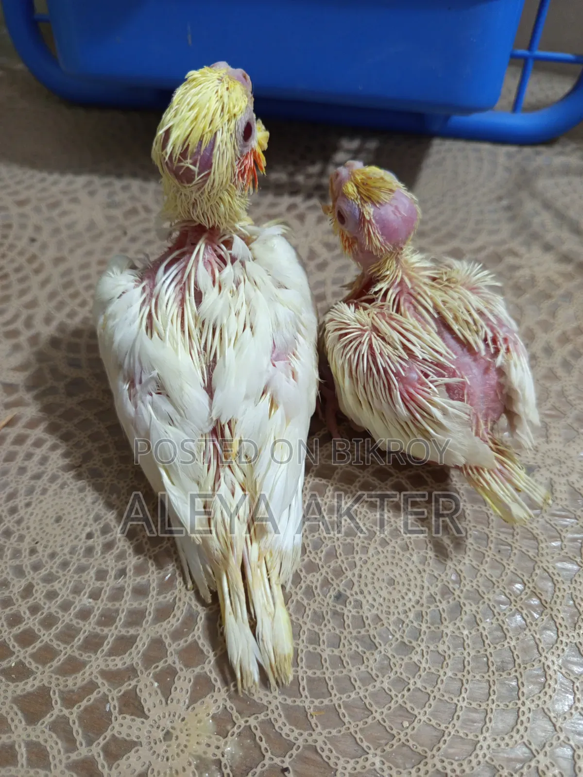 Lutino Tame Size Baby