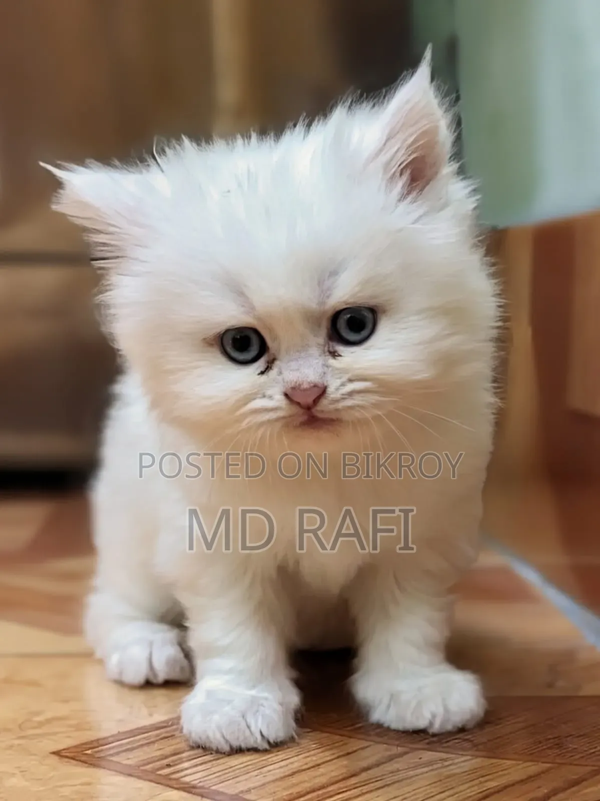 3-6 Months Male Purebred Persian Cat