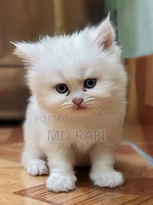 3-6 months Male Purebred Persian