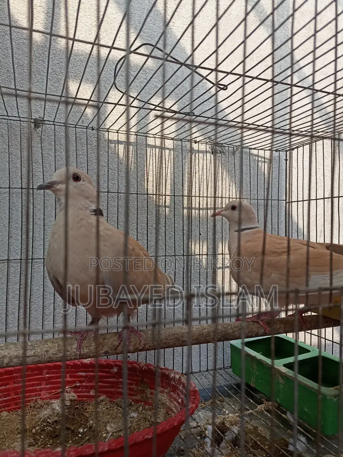 Australian Dove Bird