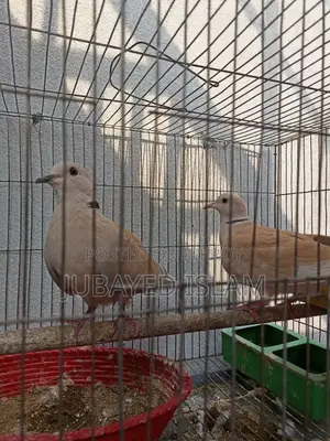 Australian Dove Bird