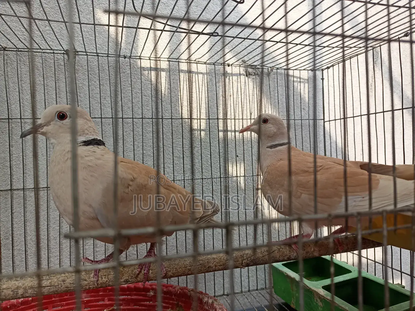 Australian Dove Bird