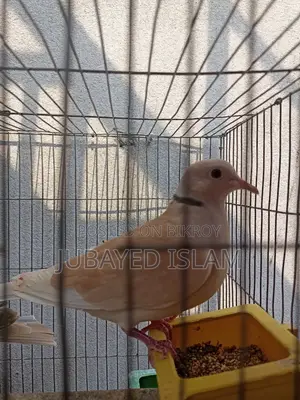 Australian Dove Bird