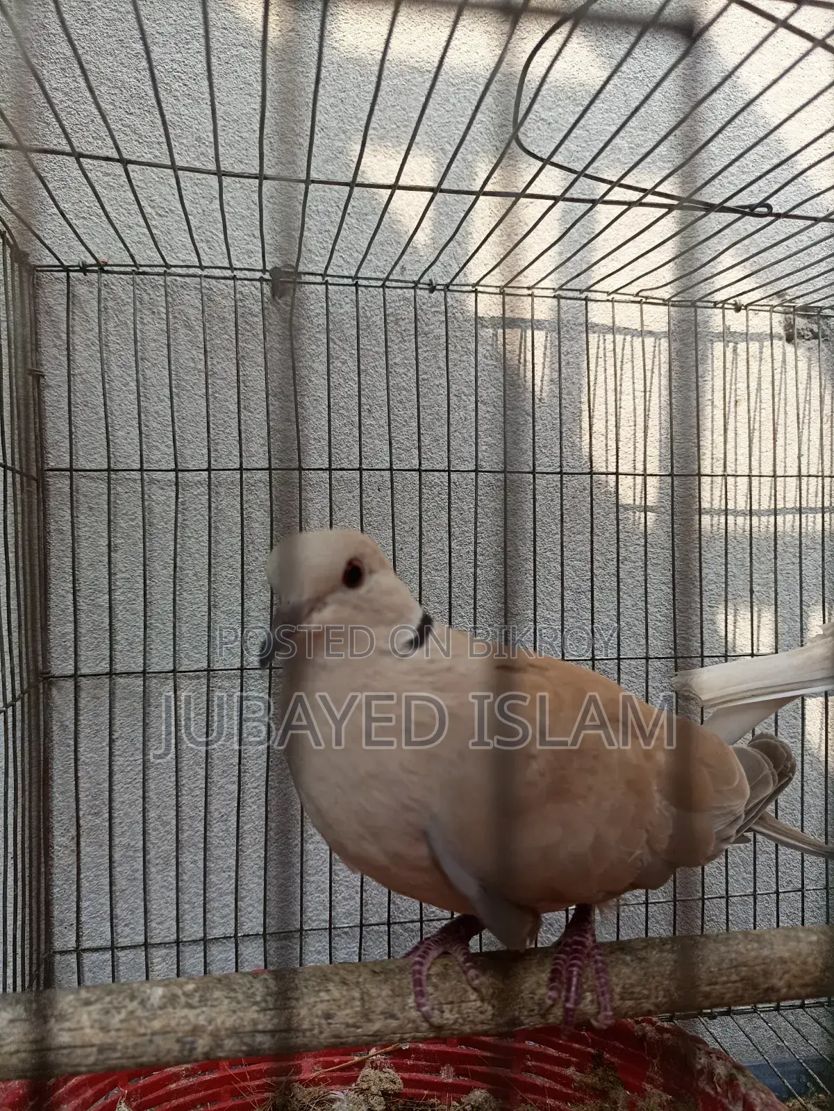 Australian Dove Bird