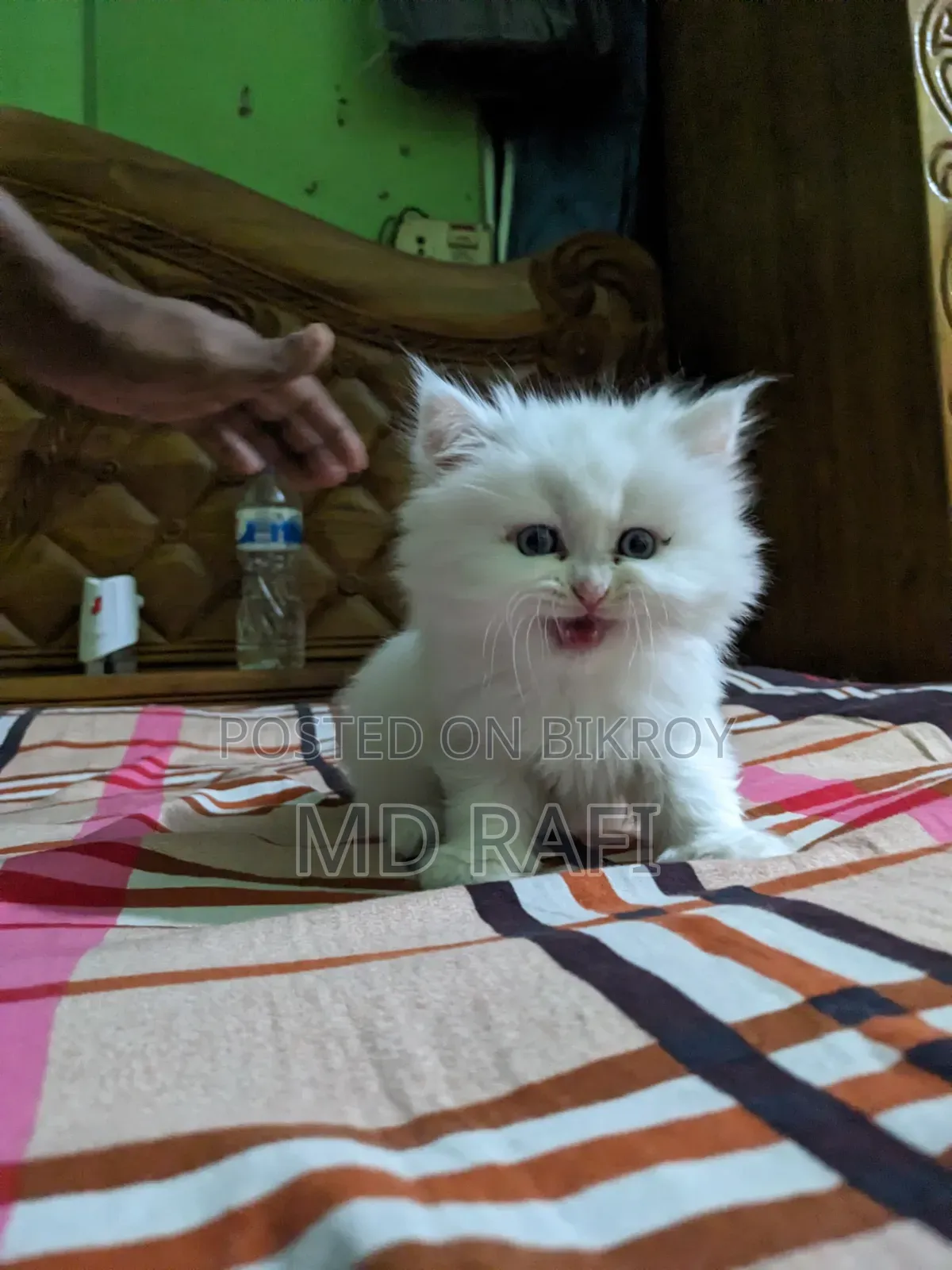 3-6 Months Male Purebred Persian Cat