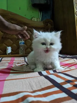 3-6 Months Male Purebred Persian Cat