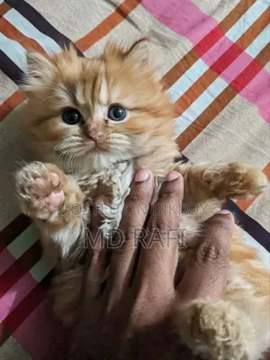 3-6 Months Male Purebred Persian Cat