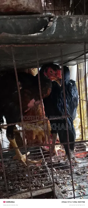 Fighter Aseel chicken pair for sale