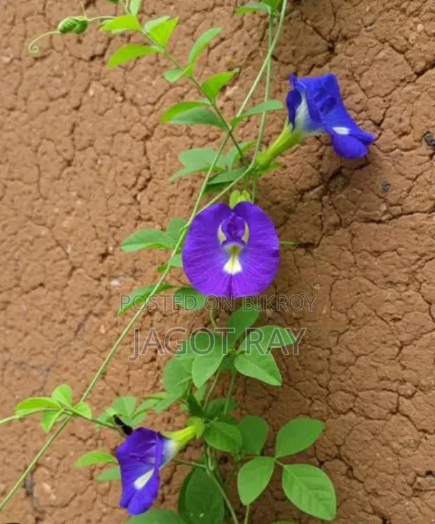 Blue Pea Flower or Aparajita Seeds