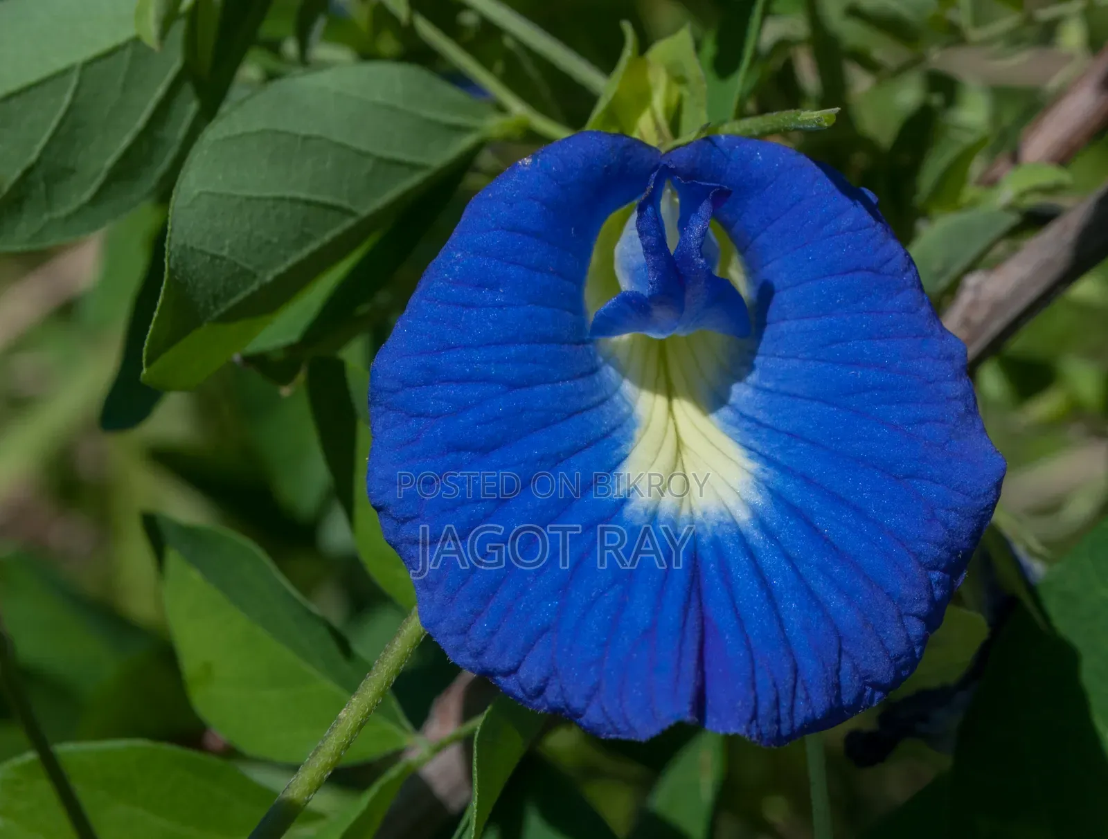 Blue Pea Flower or Aparajita Seeds