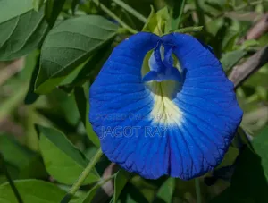 Blue Pea Flower or Aparajita Seeds