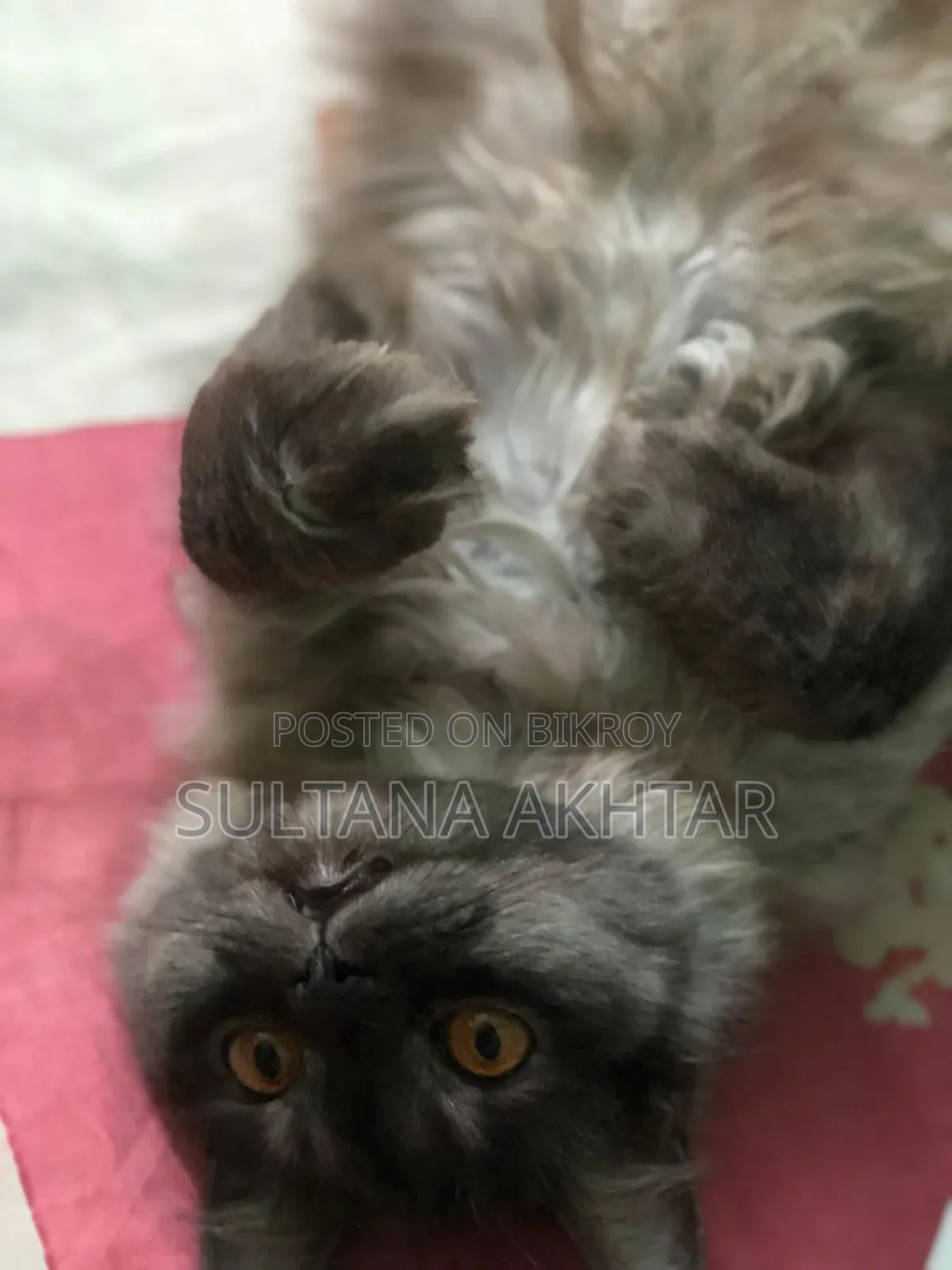 6-12 Months Female Purebred Persian