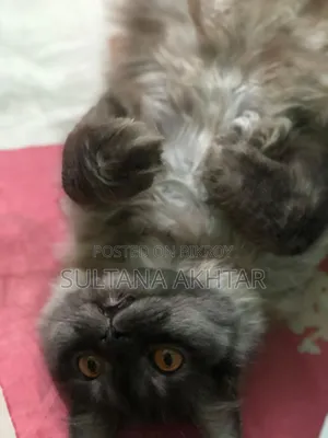 6-12 Months Female Purebred Persian