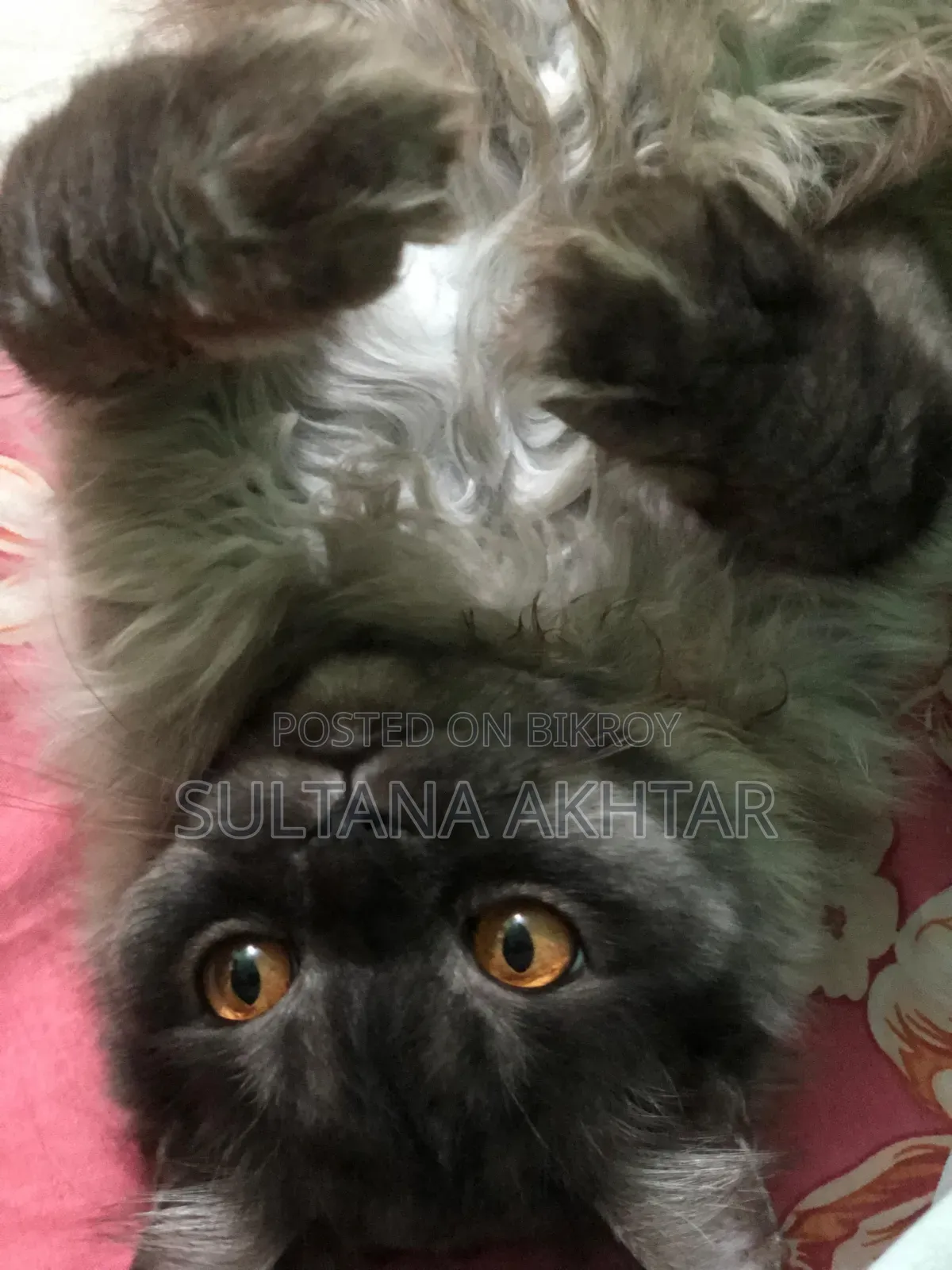 6-12 Months Female Purebred Persian