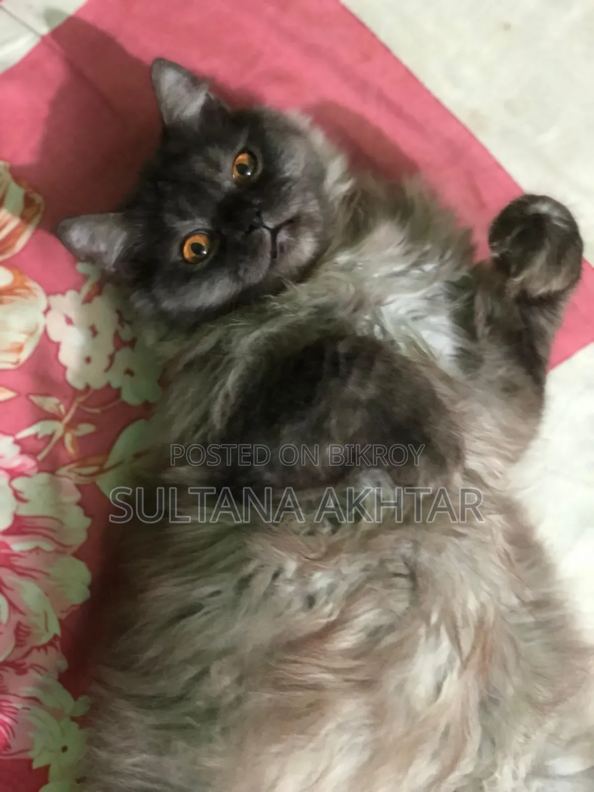 6-12 Months Female Purebred Persian