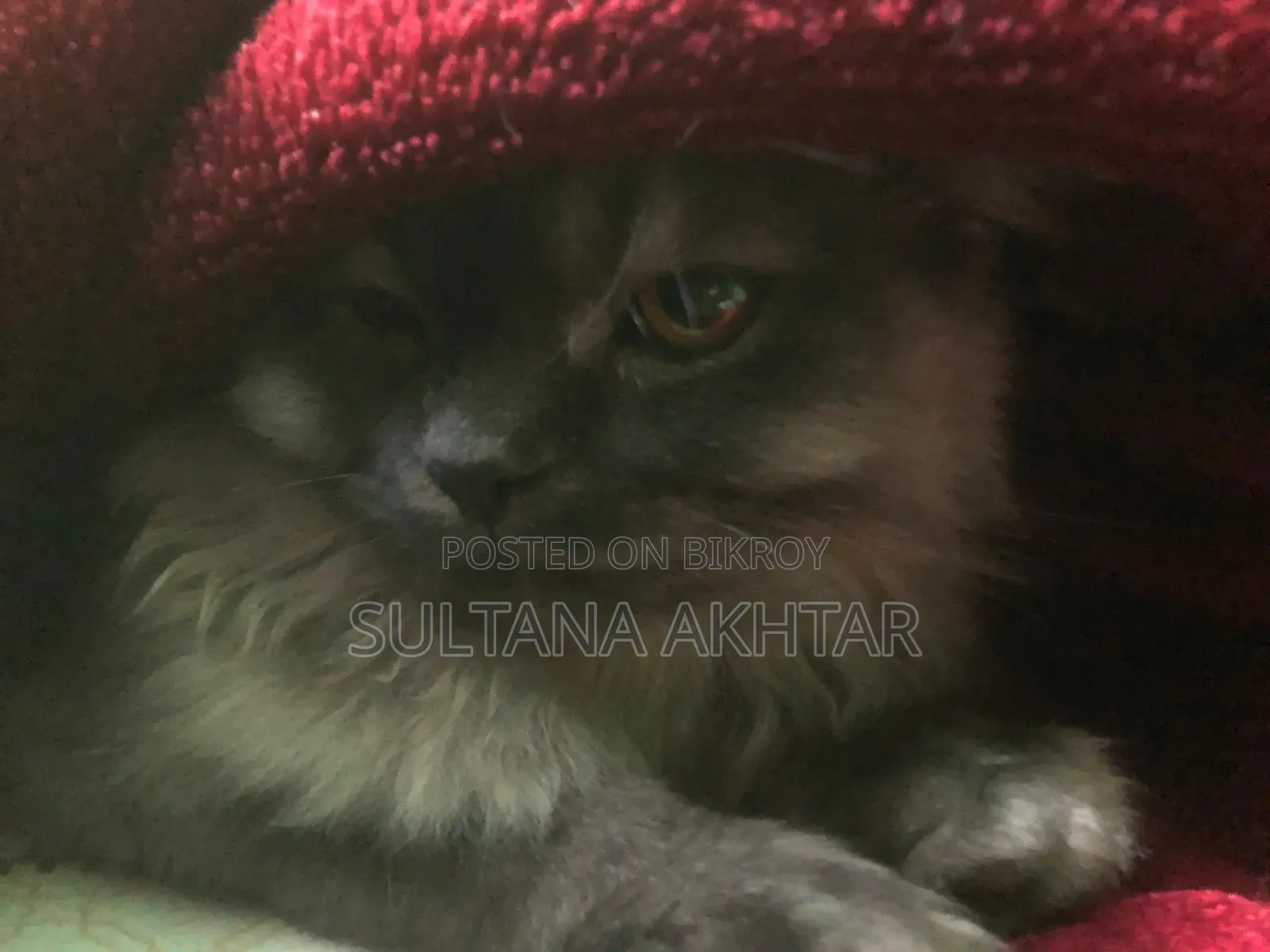 6-12 Months Female Purebred Persian