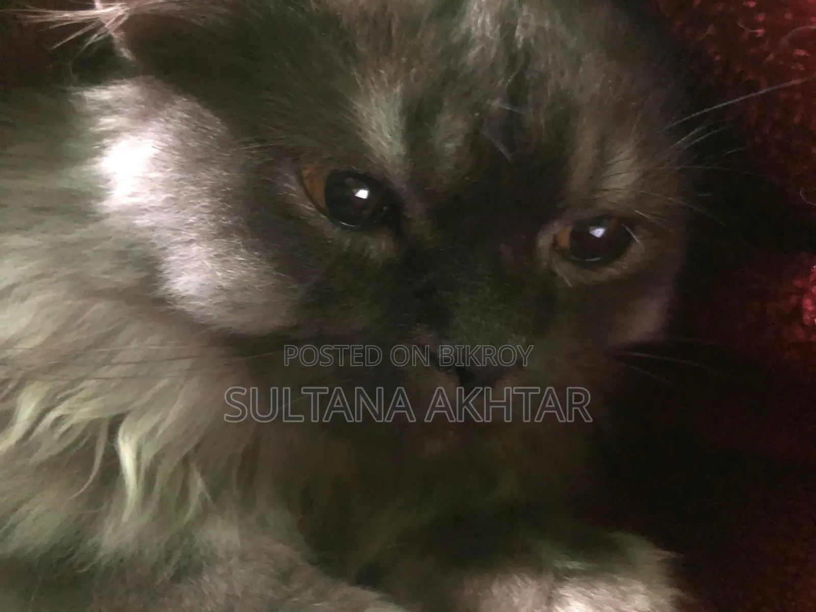 6-12 Months Female Purebred Persian