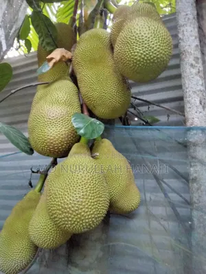Absolutely Pure Jackfruit