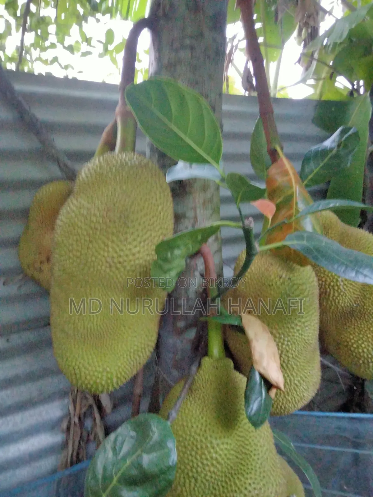 Absolutely Pure Jackfruit