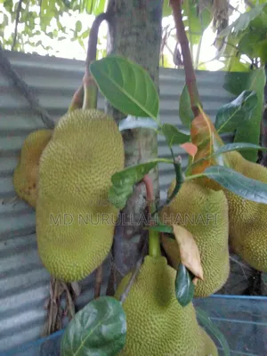 Absolutely Pure Jackfruit