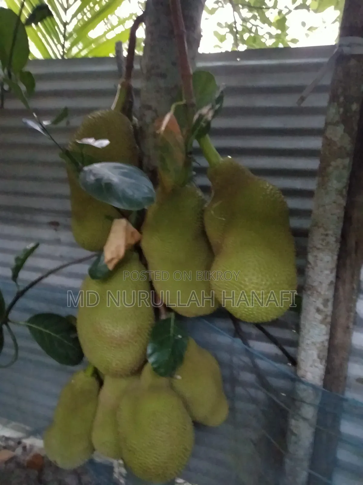 Absolutely Pure Jackfruit