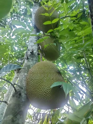 Absolutely Pure Jackfruit