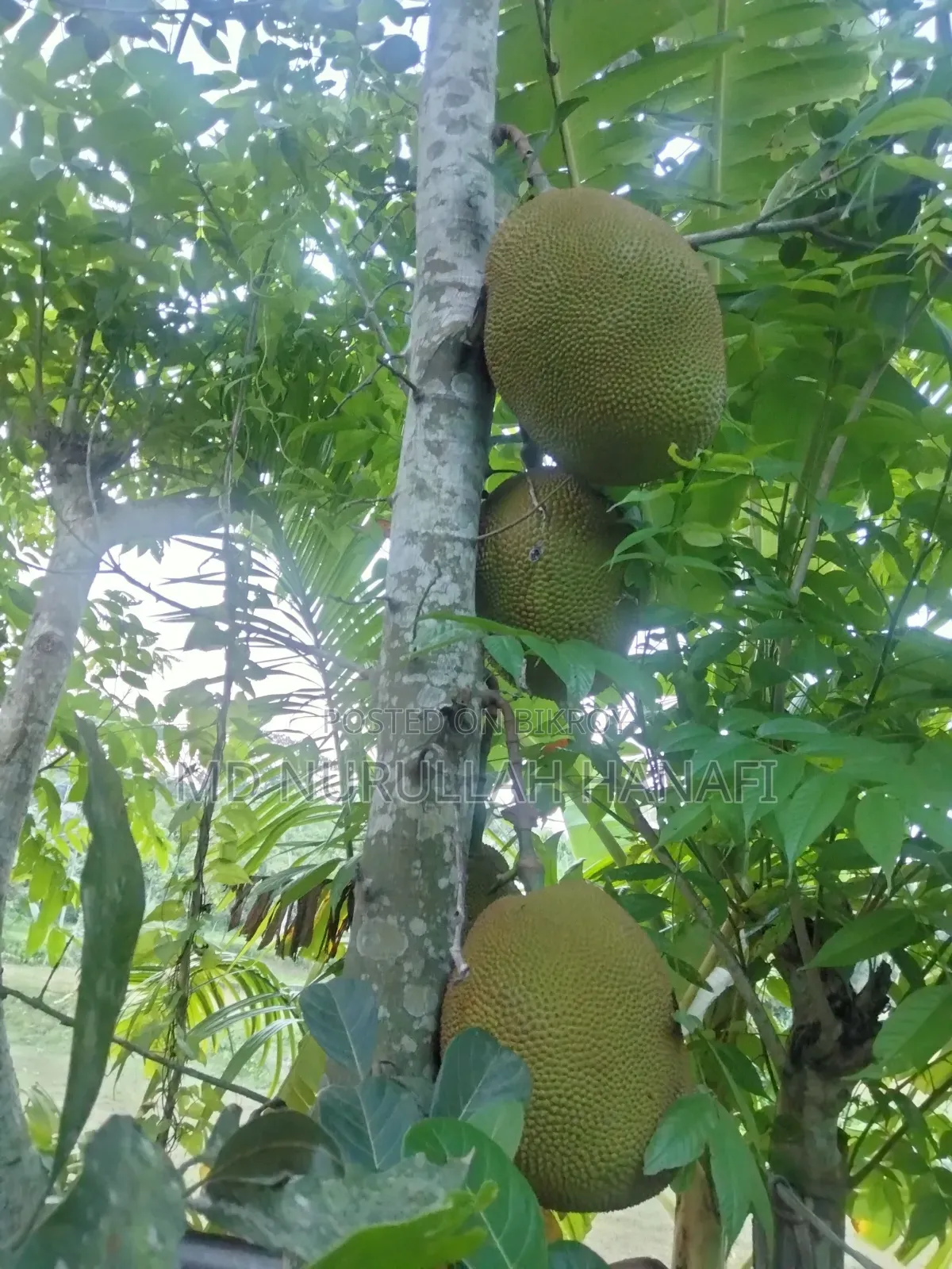 Absolutely Pure Jackfruit